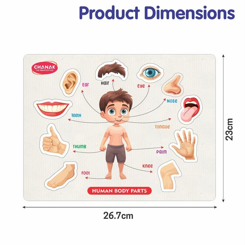 Wooden Human Body Parts Puzzle for Kids | Montessori Educational Anatomy Toy | Learning Board for Toddlers & Preschoolers | Wooden Puzzle with Organs | Early Learning Toy (Big Size)